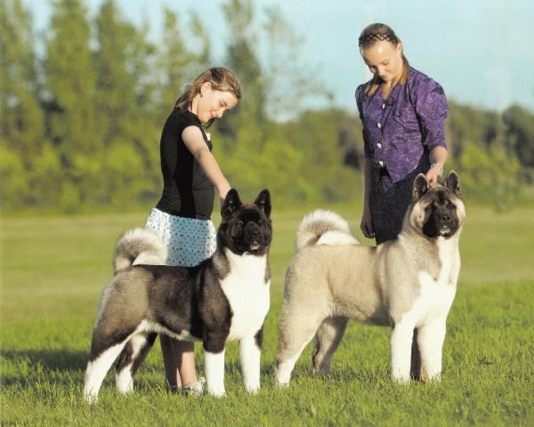 Large best sale american akita